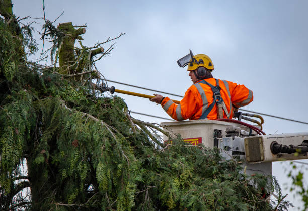 Best Root Management and Removal  in South Amboy, NJ